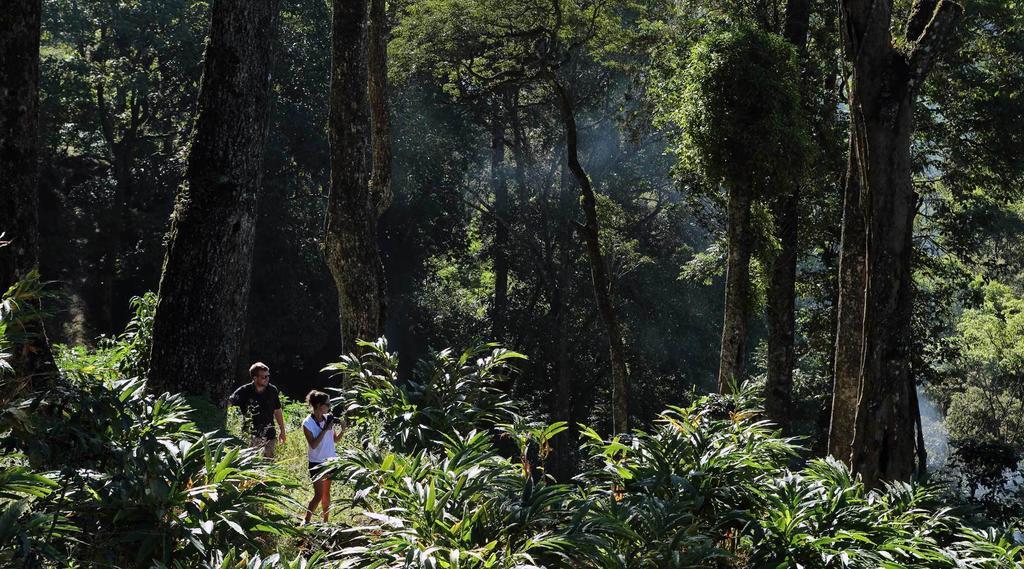 Hotel Olive Brook Munnar Pokoj fotografie